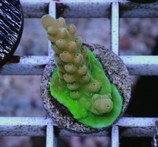 画像1: No.1 オーストラリア産 チェリーブロッサム (1)