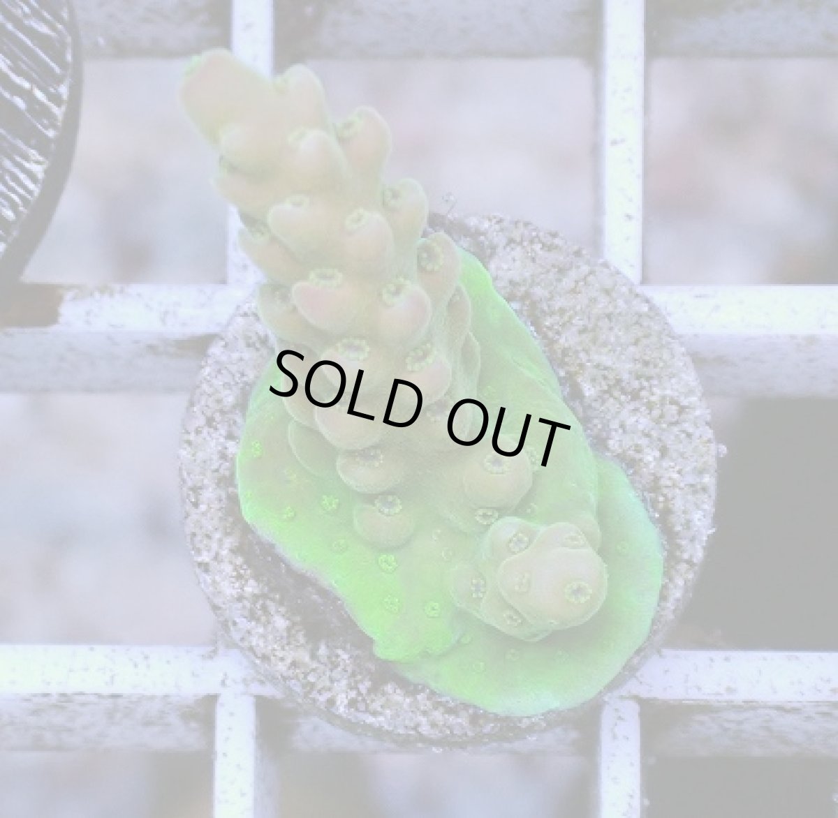 画像2: No.1 オーストラリア産 チェリーブロッサム (2)