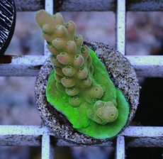 画像2: No.1 オーストラリア産 チェリーブロッサム (2)