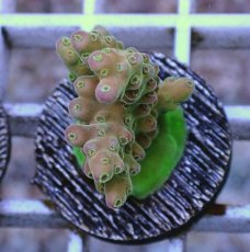 画像1: No.2 オーストラリア産 チェリーブロッサム (1)