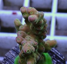 画像2: No.2 オーストラリア産 チェリーブロッサム (2)