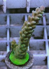 画像1: No.3 オーストラリア産 チェリーブロッサム (1)