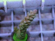 画像2: No.3 オーストラリア産 チェリーブロッサム (2)