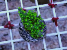 画像1: No.4 フィジー産 スゲミドリイシ (1)