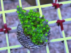 画像2: No.4 フィジー産 スゲミドリイシ (2)