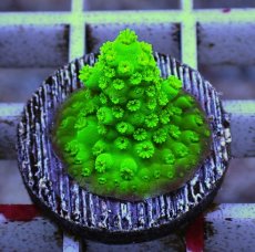 画像1: No.5 フィジー産 ツツユビミドリイシ (1)