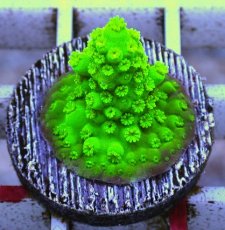 画像2: No.5 フィジー産 ツツユビミドリイシ (2)