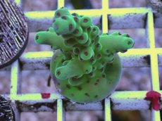 画像1: No.6 フィジー産 ロリペス (1)