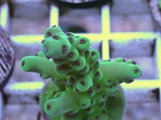 画像2: No.6 フィジー産 ロリペス (2)