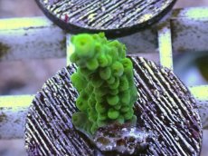 画像1: No.7 フィジー産 浅場ミドリイシ (1)