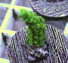 画像2: No.7 フィジー産 浅場ミドリイシ (2)