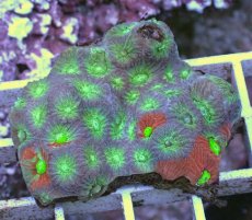 画像1: No.2 キクメイシsp　マルチカラー (1)