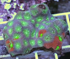 画像2: No.2 キクメイシsp　マルチカラー (2)