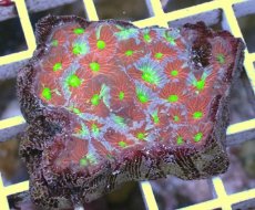 画像2: No.3 キクメイシsp　マルチカラー (2)