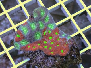 LPS全品 - AQUASTYLE YOU（アクアスタイルユー）