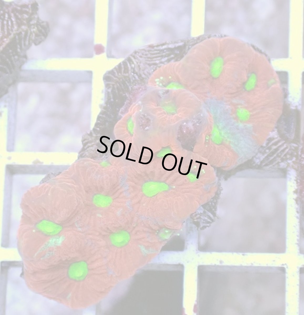 画像1: No.5 キクメイシsp　マルチカラー (1)