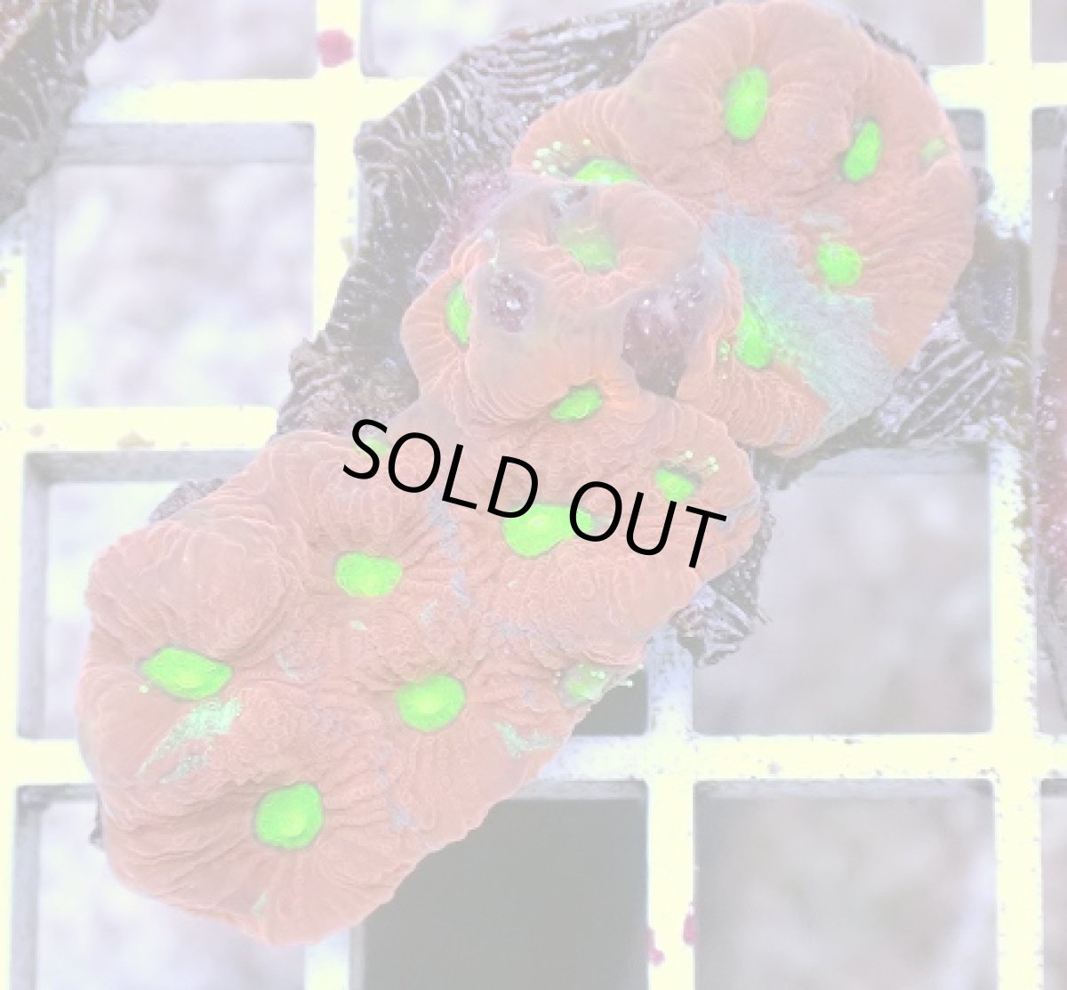 画像2: No.5 キクメイシsp　マルチカラー (2)