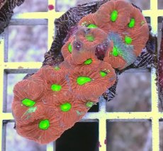 画像2: No.5 キクメイシsp　マルチカラー (2)