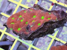 画像1: No.6 キクメイシsp　マルチカラー (1)