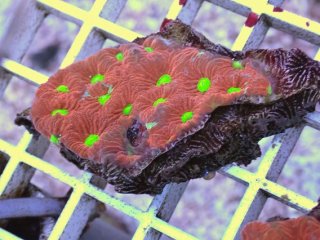 LPS全品 - AQUASTYLE YOU（アクアスタイルユー）