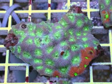 画像1: No.7 キクメイシsp　マルチカラー (1)