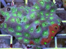 画像2: No.7 キクメイシsp　マルチカラー (2)