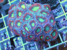 画像1: No.10 カクオオトゲキクメイシ ツートン (1)