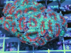 画像2: No.11 カクオオトゲキクメイシ ツートン (2)