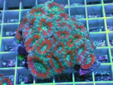 画像1: No.12 カクオオトゲキクメイシ ツートン (1)