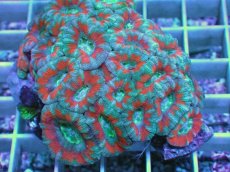 画像2: No.12 カクオオトゲキクメイシ ツートン (2)