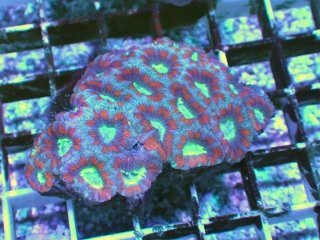 No.8 カクオオトゲキクメイシを買うならアクアスタイルユー 大阪の