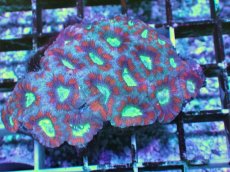 画像2: No.13 カクオオトゲキクメイシ ツートン (2)