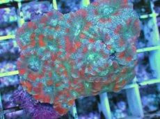 画像2: No.16 カクオオトゲキクメイシ ツートン (2)