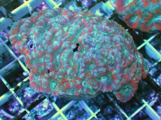 画像1: No.17 カクオオトゲキクメイシ ツートン (1)