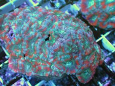 画像2: No.17 カクオオトゲキクメイシ ツートン (2)