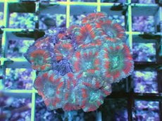 画像1: No.18 カクオオトゲキクメイシ ツートン (1)