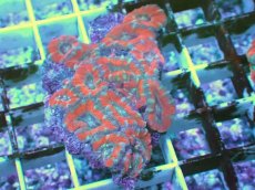 画像1: No.19 カクオオトゲキクメイシ ツートン (1)