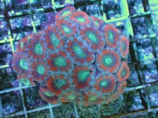 画像1: No.20 カクオオトゲキクメイシ ツートン (1)