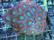 画像2: No.20 カクオオトゲキクメイシ ツートン (2)