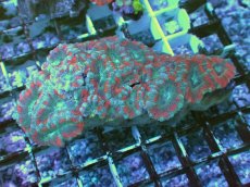 画像1: No.22 カクオオトゲキクメイシ ツートン (1)