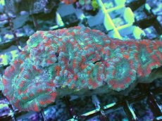 画像2: No.22 カクオオトゲキクメイシ ツートン (2)