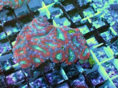 画像1: No.23 カクオオトゲキクメイシ ツートン (1)