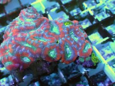 画像2: No.23 カクオオトゲキクメイシ ツートン (2)