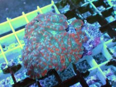 画像1: No.24 カクオオトゲキクメイシ ツートン (1)