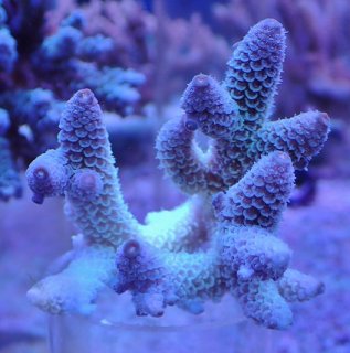 アクアスタイルユー（AQUASTYLEYOU）｜海水魚・サンゴの通販 販売