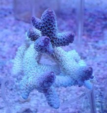 画像1: No.2 オーストラリア産 スパスラータ (1)