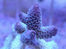 画像2: No.2 オーストラリア産 スパスラータ (2)