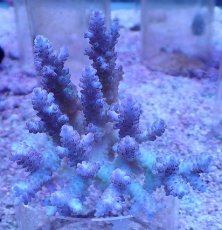 画像1: No.3 オーストラリア産 浅場ミドリイシ (1)