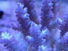 画像2: No.3 オーストラリア産 浅場ミドリイシ (2)