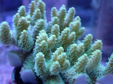 画像2: No.6 オーストラリア産 ヘアリーモンスター (2)